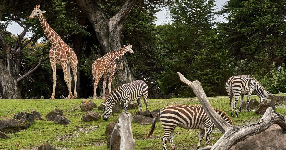 Best Zoos in America: Exploring Top Wildlife Parks Across the U.S. in 2024